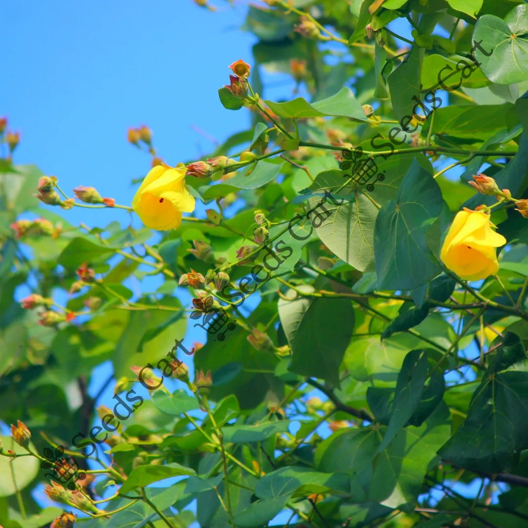 Indian Tulip Tree — seed packet | Buy tree seeds online India | SeedsCart