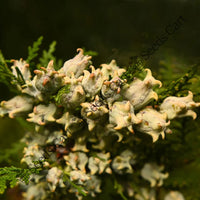 Oriental Arbor-Vitae Seeds — plant growing in garden | Non-GMO vegetable seeds | SeedsCart