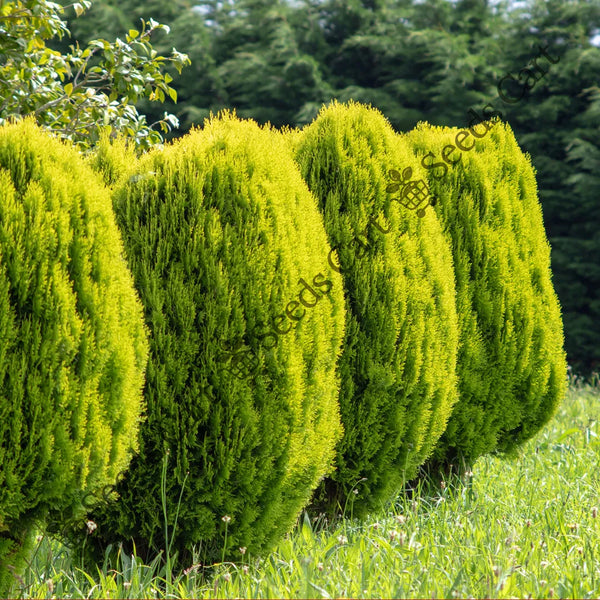 Oriental Arbor-Vitae Seeds — seed packet | Buy vegetable seeds online India | SeedsCart