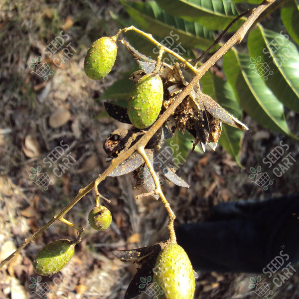Toona ciliata