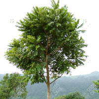 Toona ciliata