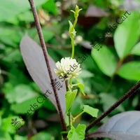 Egyptian Clover Seeds — plant growing in garden | Non-GMO vegetable seeds | SeedsCart