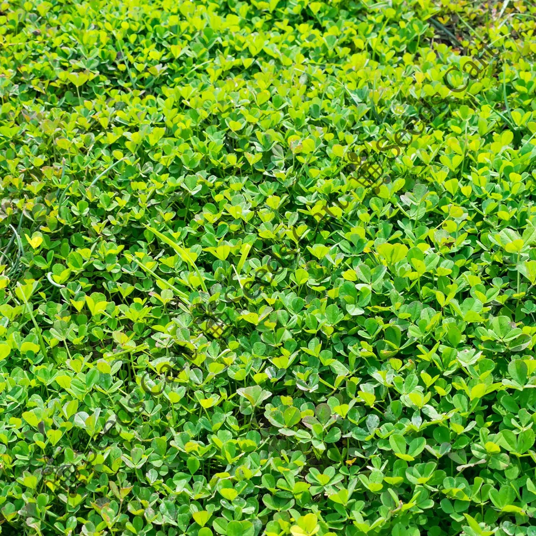 Egyptian Clover Seeds — seed packet | Buy vegetable seeds online India | SeedsCart