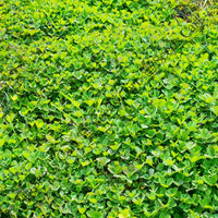 Egyptian Clover Seeds — seed packet | Buy vegetable seeds online India | SeedsCart