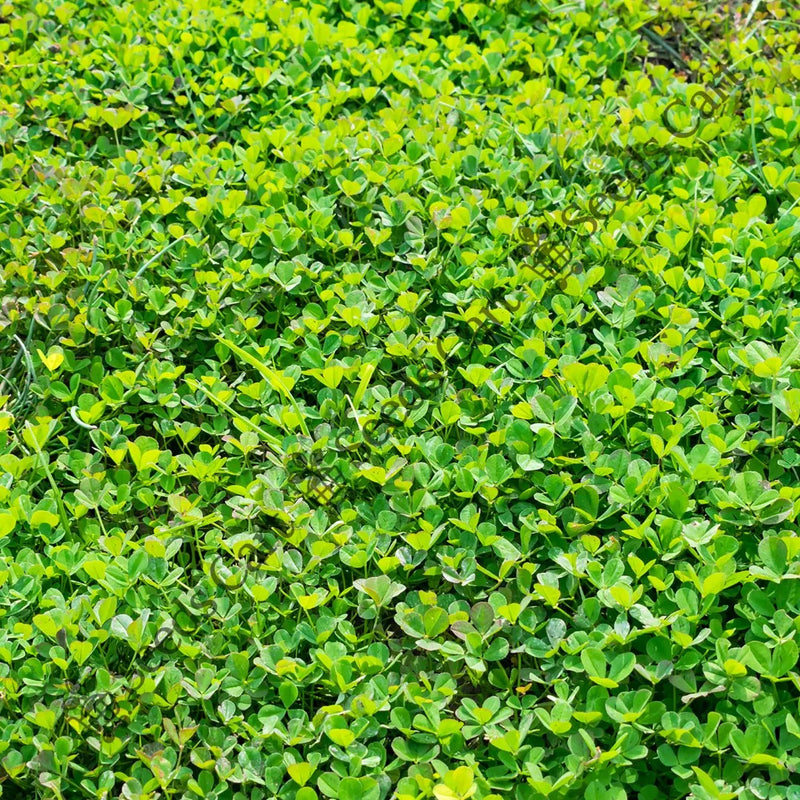 Egyptian Clover Seeds — seed packet | Buy vegetable seeds online India | SeedsCart