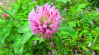Trifolium pratense — plant growing in garden | Non-GMO vegetable seeds | SeedsCart