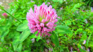 Trifolium pratense — plant growing in garden | Non-GMO vegetable seeds | SeedsCart