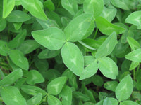 Trifolium pratense — seeds close-up | High germination rate | SeedsCart