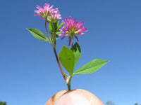 Trifolium resupinatum — plant growing in garden | Non-GMO vegetable seeds | SeedsCart
