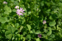 Trifolium resupinatum — seeds close-up | High germination rate | SeedsCart