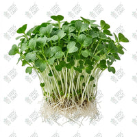 Turnip Microgreen Seeds