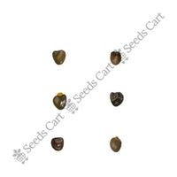 Common Gorse Seeds — harvest ready plant | Grow at home India | SeedsCart