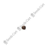 Common Gorse Seeds — seeds close-up | High germination rate | SeedsCart