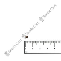 Common Gorse Seeds — growing seedlings | ISF certified seeds | SeedsCart