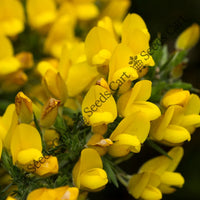 Common Gorse Seeds — plant growing in garden | Non-GMO vegetable seeds | SeedsCart