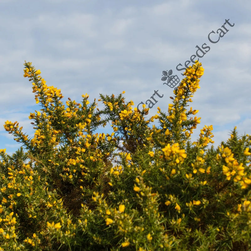Common Gorse Seeds — seed packet | Buy vegetable seeds online India | SeedsCart