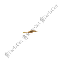 Khus-Khus Seeds — harvest ready plant | Grow at home India | SeedsCart