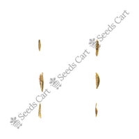 Khus-Khus Seeds — seeds close-up | High germination rate | SeedsCart