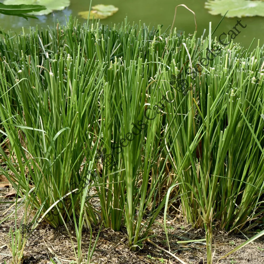 Khus-Khus Seeds — seed packet | Buy vegetable seeds online India | SeedsCart