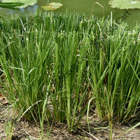 Khus-Khus Seeds — seed packet | Buy vegetable seeds online India | SeedsCart