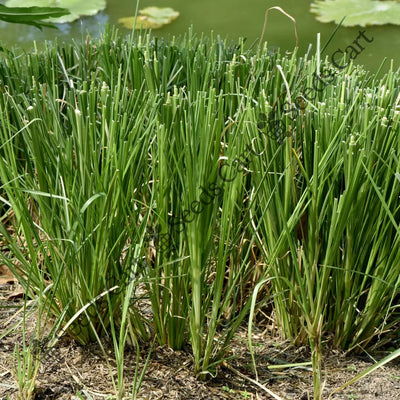 Khus-Khus Seeds (Vetiveria zizanioides)
