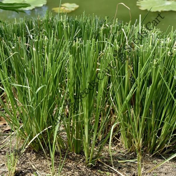 Khus-Khus Seeds — seed packet | Buy vegetable seeds online India | SeedsCart