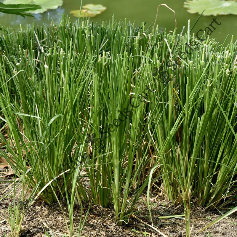 Khus-Khus Seeds — seed packet | Buy vegetable seeds online India | SeedsCart