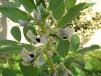 Vicia faba — seeds close-up | High germination rate | SeedsCart
