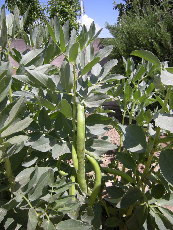 Vicia faba — plant growing in garden | Non-GMO vegetable seeds | SeedsCart