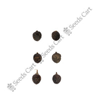 Mexican Fan Palm — tree seeds | Agroforestry seeds India | SeedsCart