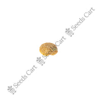 Ashwagandha Seeds — herb plant close-up | ISF certified seeds | SeedsCart