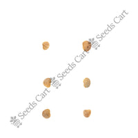 Ashwagandha Seeds — potted herb plant | Grow herbs at home | SeedsCart