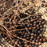 Mexican Fan Palm — mature tree | Forestry and reforestation seeds | SeedsCart