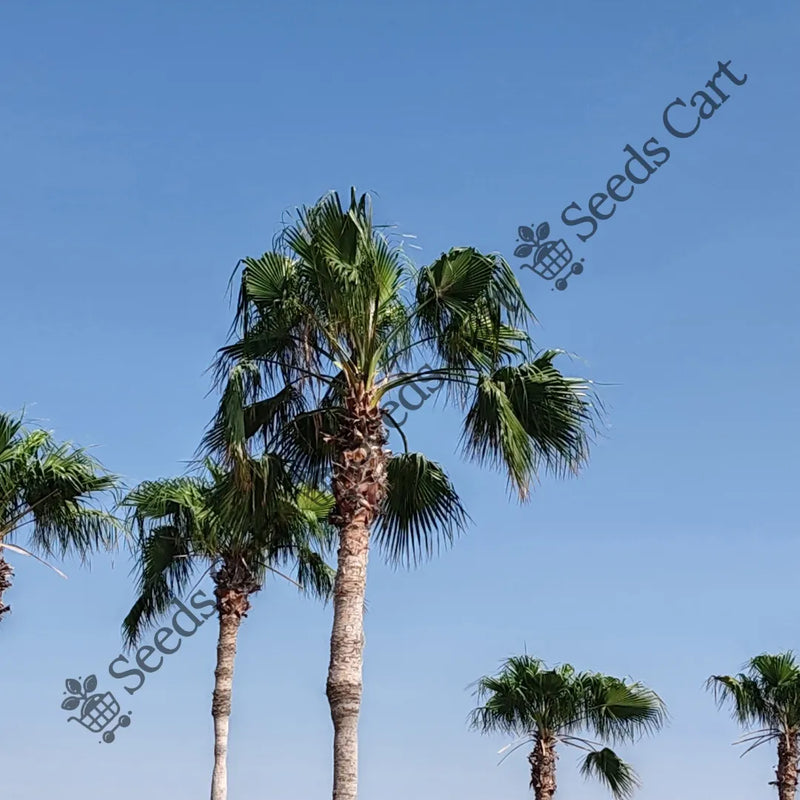 indian palm plant Buy Mexican Fan Palm (Washingtonia robusta) Online