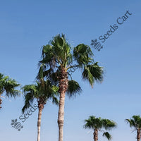 Mexican Fan Palm — seed packet | Buy tree seeds online India | SeedsCart