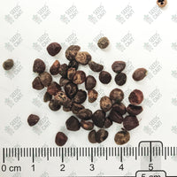 Michelia champaca