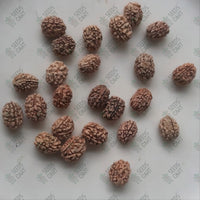 Elaeocarpus ganitrus