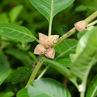 Ashwagandha Seeds — herb plant growing | Non-GMO herb seeds | SeedsCart