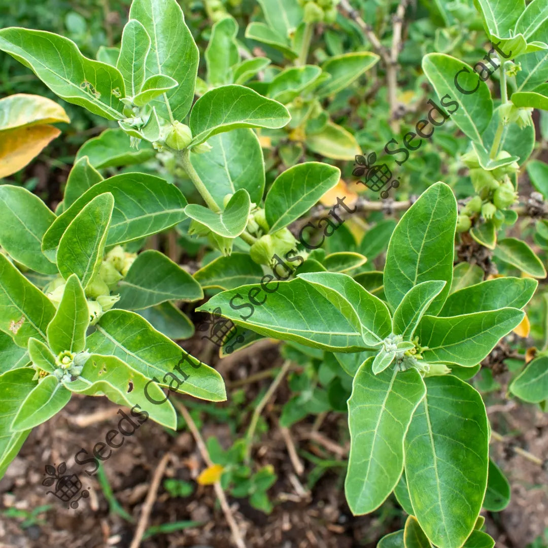 Ashwagandha Seeds — seed packet | Buy herb seeds online India | SeedsCart