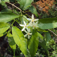 Wrightia tinctoria Seeds (Pala Indigo-Plant)