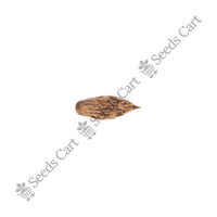 Chinese Jujube Seeds — mature plant in pot | Kitchen garden seeds | SeedsCart