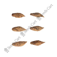 Chinese Jujube Seeds — harvest ready plant | Grow at home India | SeedsCart