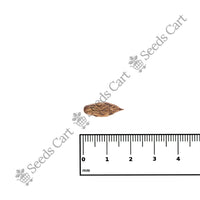 Chinese Jujube Seeds — growing seedlings | ISF certified seeds | SeedsCart