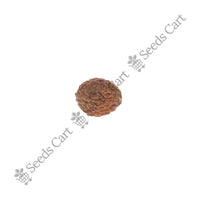 Indian Jujube Seeds — seeds close-up | High germination rate | SeedsCart