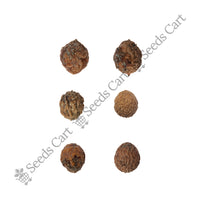 Indian Jujube Seeds — harvest ready plant | Grow at home India | SeedsCart