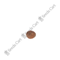 Indian Jujube Seeds — mature plant in pot | Kitchen garden seeds | SeedsCart