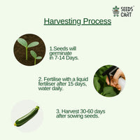 Zucchini Seeds — growing seedlings | ISF certified seeds | SeedsCart