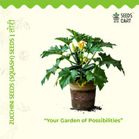 Zucchini Seeds — plant growing in garden | Non-GMO vegetable seeds | SeedsCart