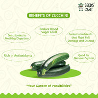 Zucchini Seeds — harvest ready plant | Grow at home India | SeedsCart