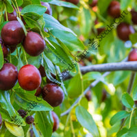 Chinese Jujube Seeds — plant growing in garden | Non-GMO vegetable seeds | SeedsCart